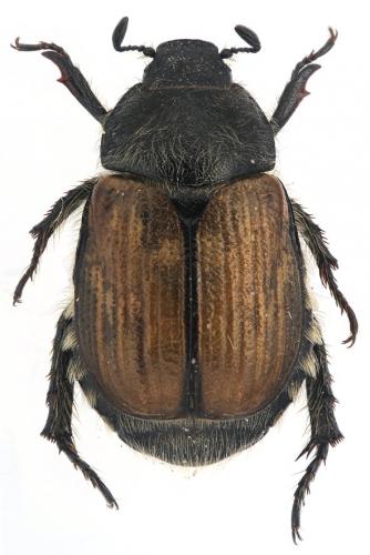 Réf. 265 205 : Exomala campestris